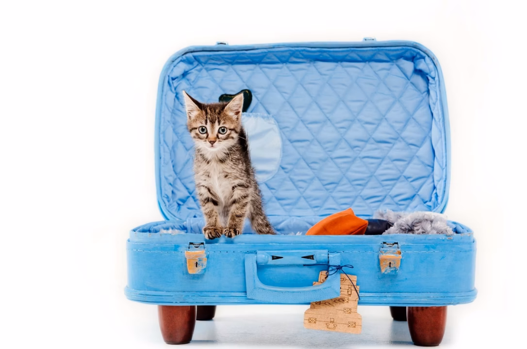 Voyager avec son animal de compagnie : astuces pour le transport et l’hébergement